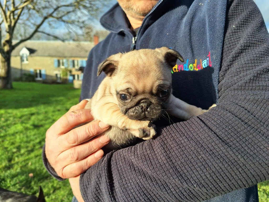 Natacha Marie - Chiots disponibles - Carlin