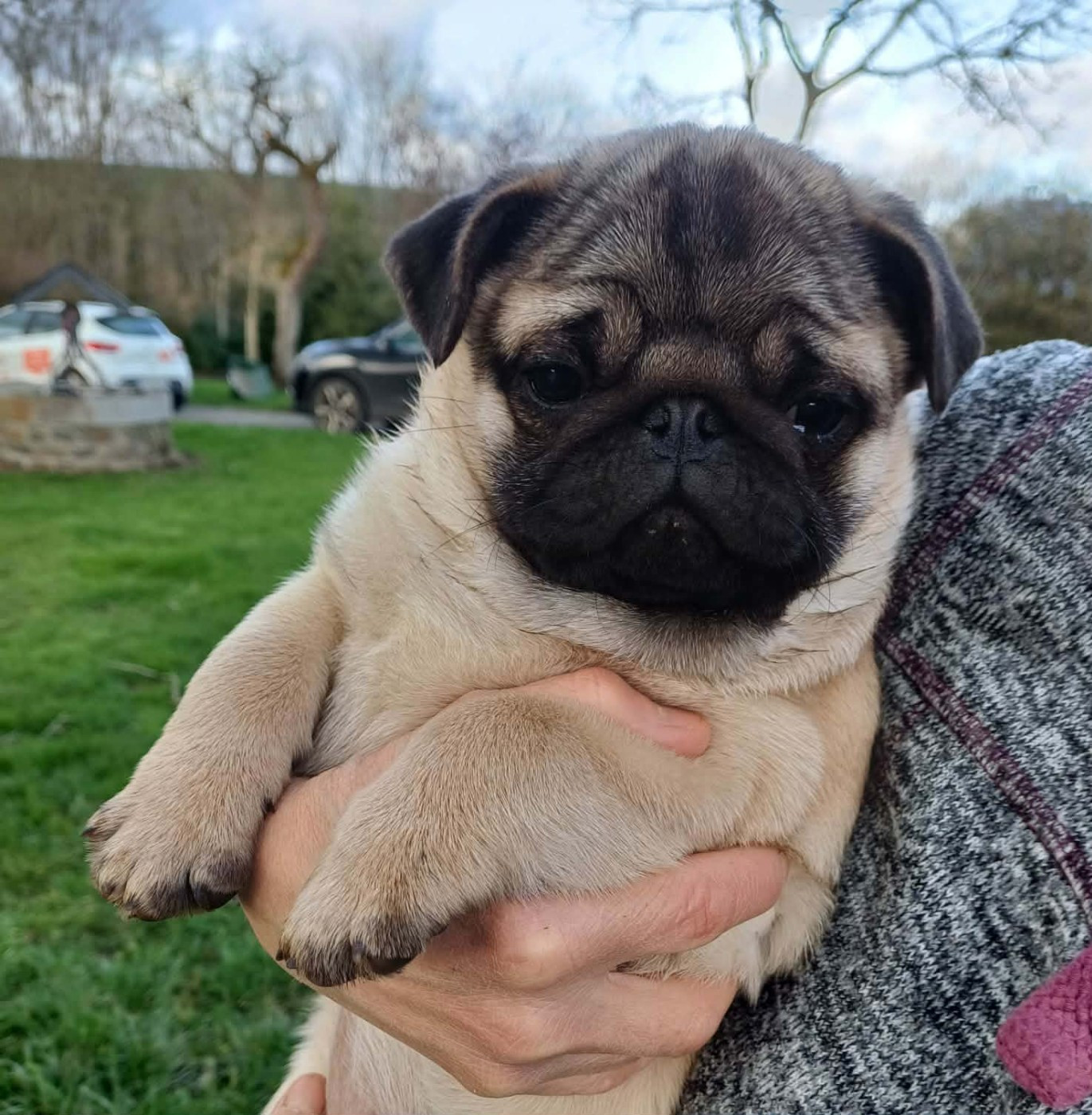 Natacha Marie - Chiots disponibles - Carlin