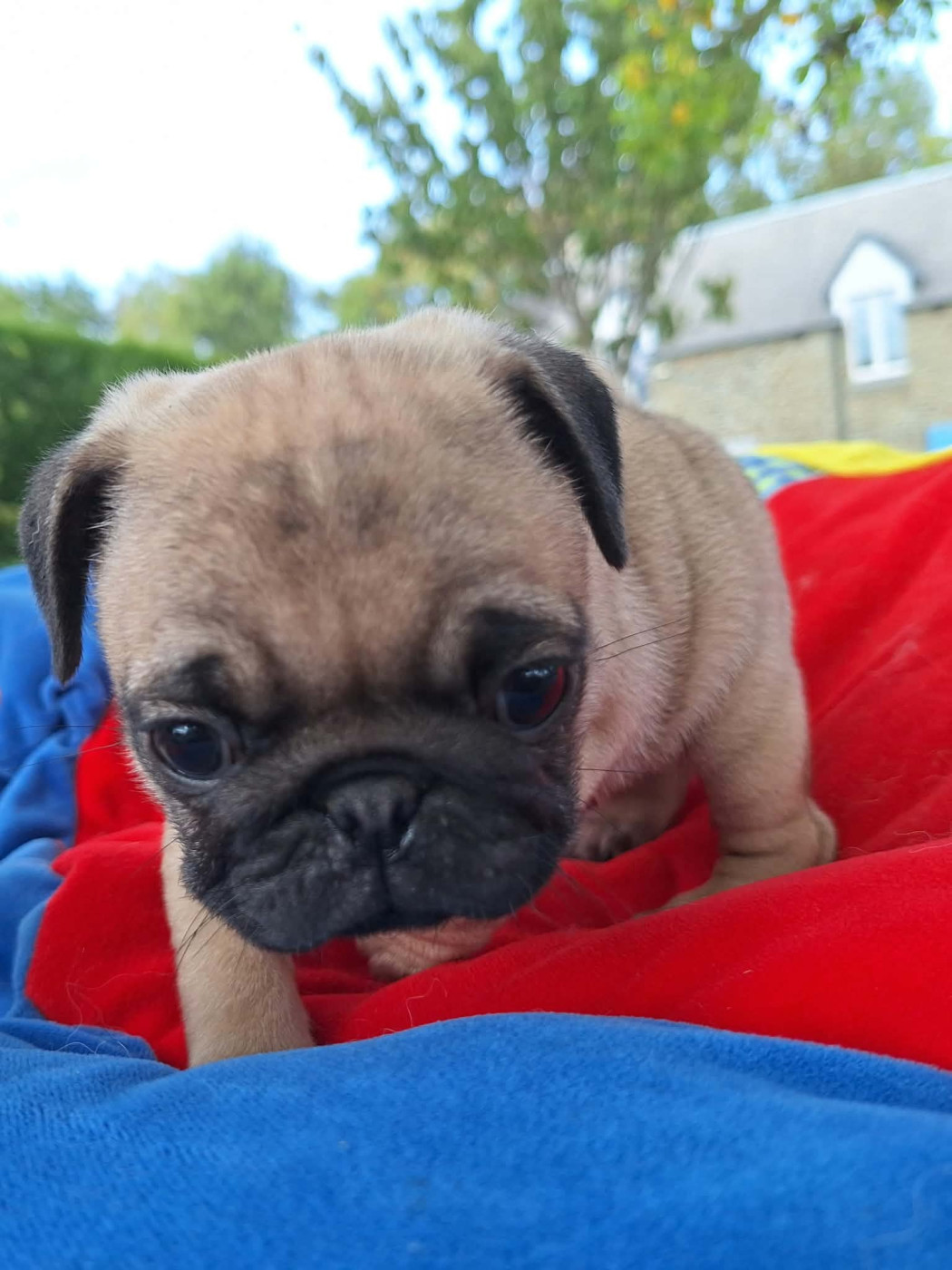 Natacha Marie - Chiots disponibles - Carlin