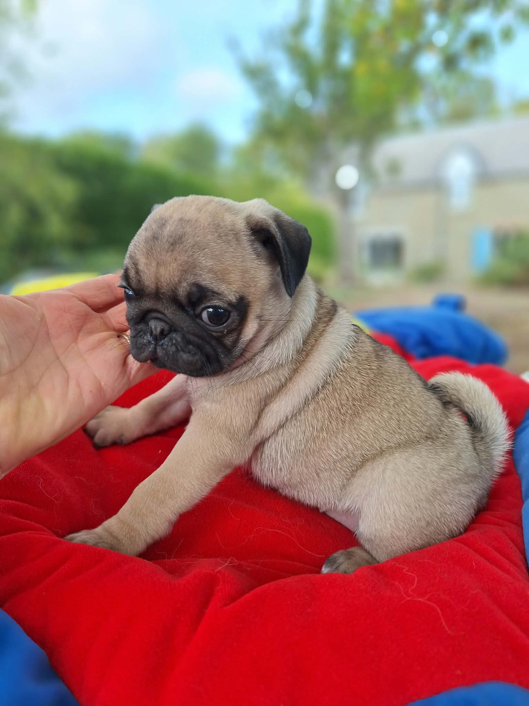 Natacha Marie - Chiots disponibles - Carlin