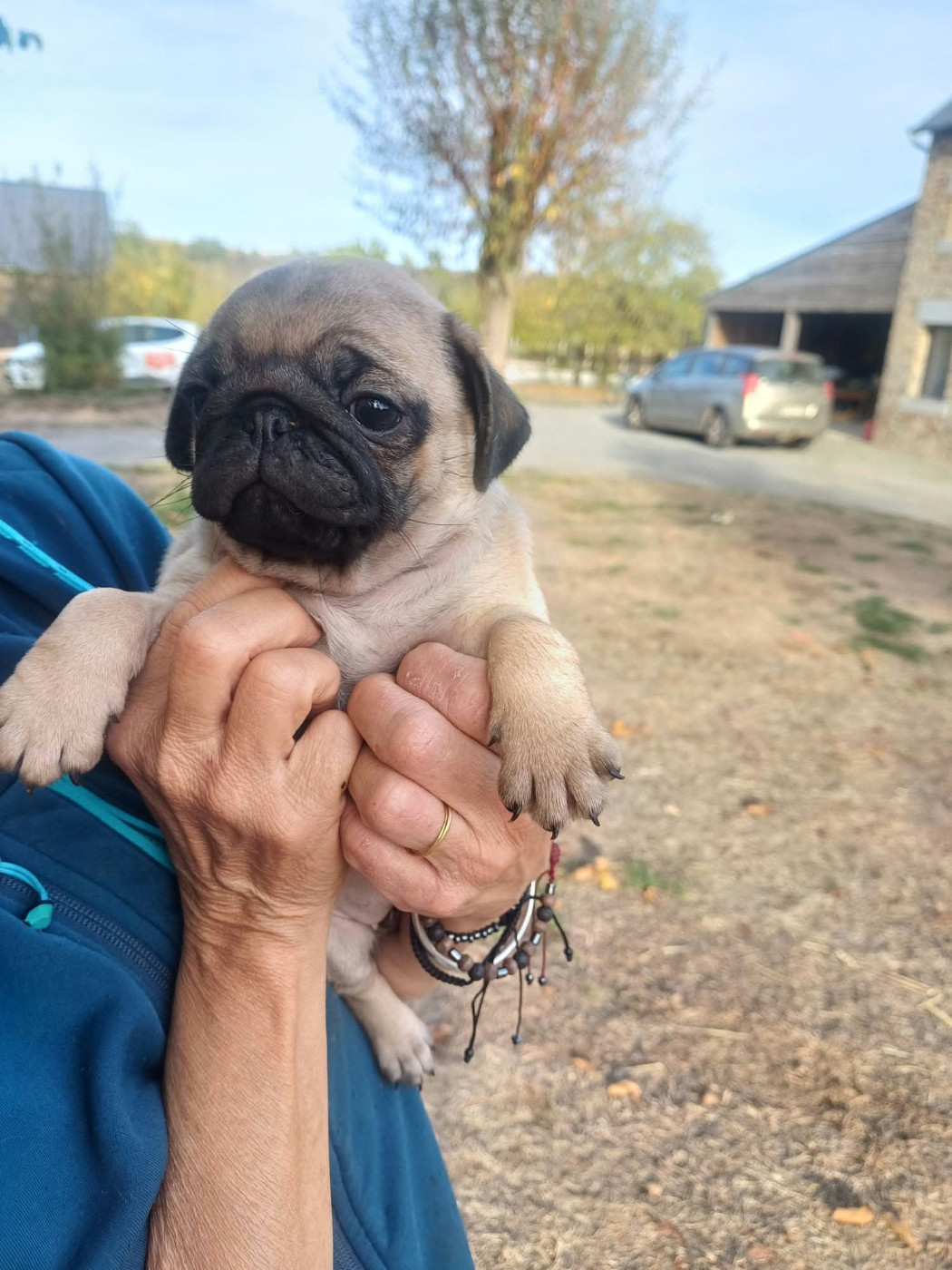 Natacha Marie - Chiots disponibles - Carlin
