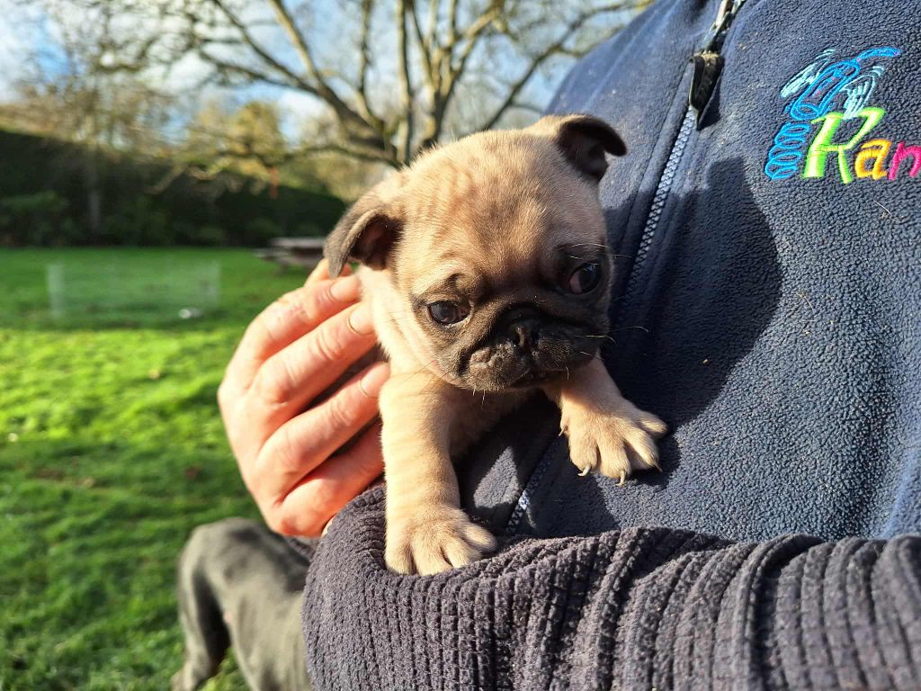 Natacha Marie - Chiots disponibles - Carlin